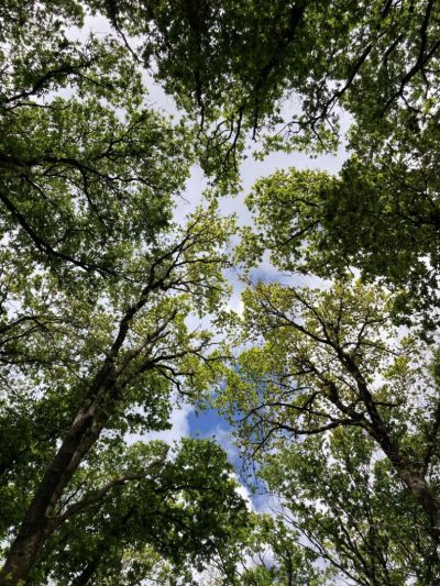 Arbres