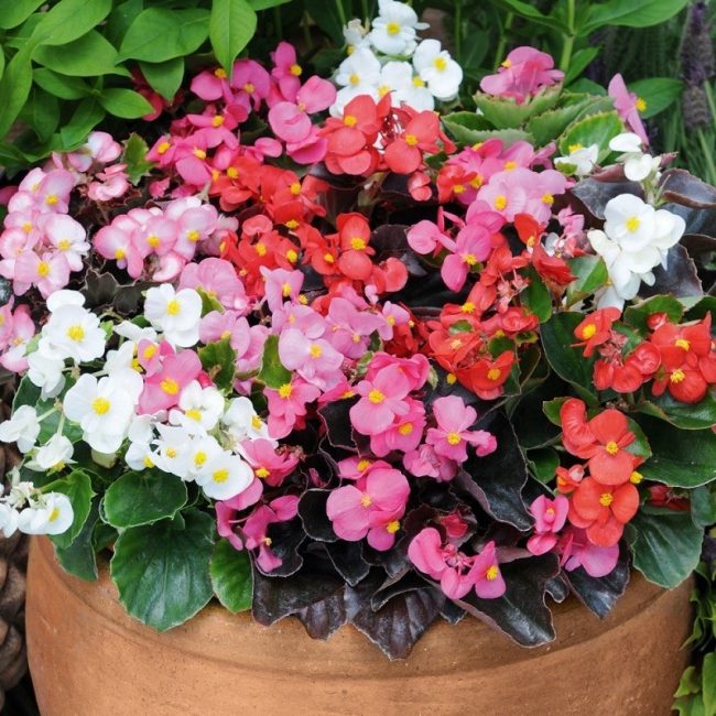 Bégonia en Coupe (Mix) – Image 4