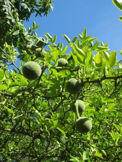 Citronnier 'Lime' – Citron Vert