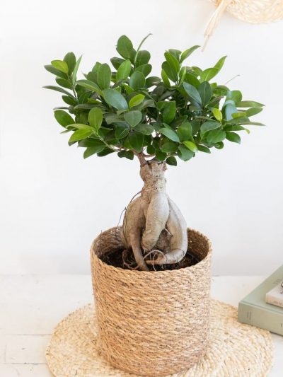 Ficus Ginseng