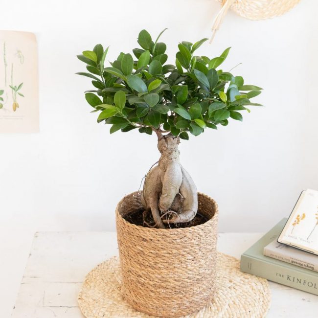 Ficus Ginseng