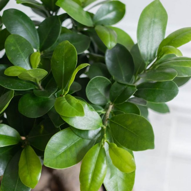 Ficus Ginseng – Image 2