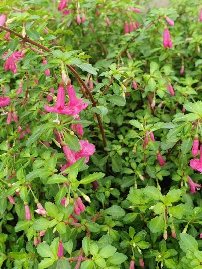 Fuchsia