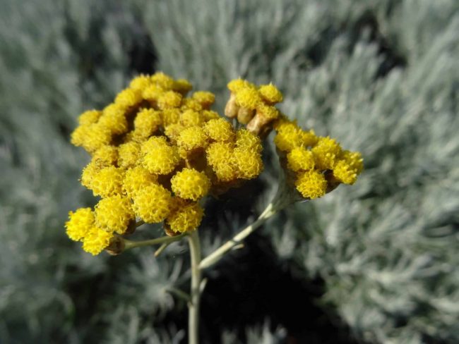 Immortelle d'Italie – Helichrysum en Pot – Image 2