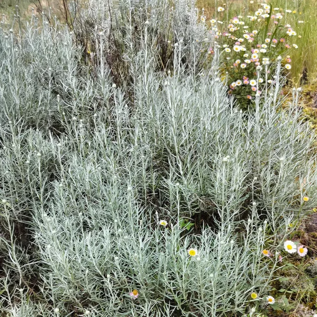 Immortelle d'Italie – Helichrysum en Pot – Image 4