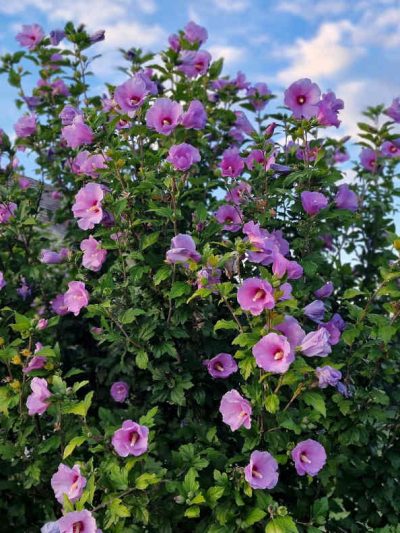 Hibiscus