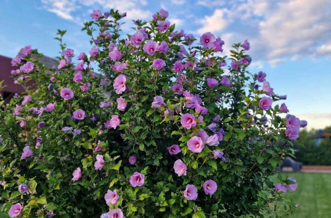 Hibiscus