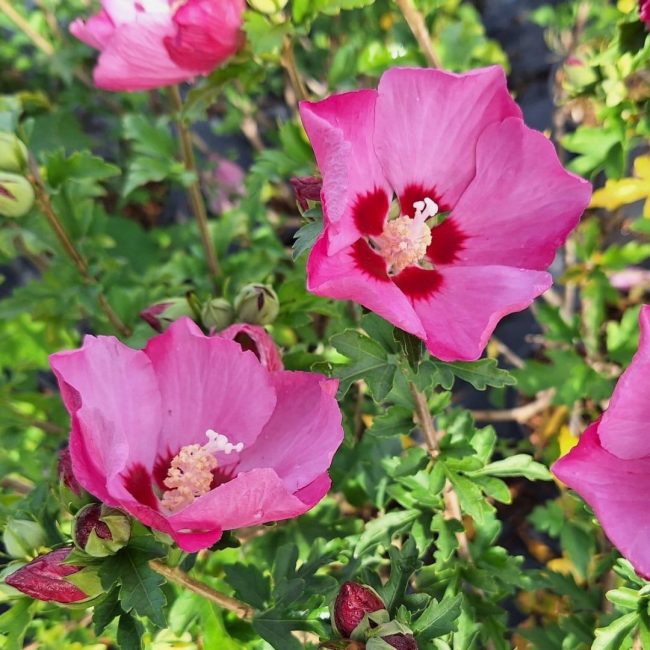 Hibiscus – Image 2