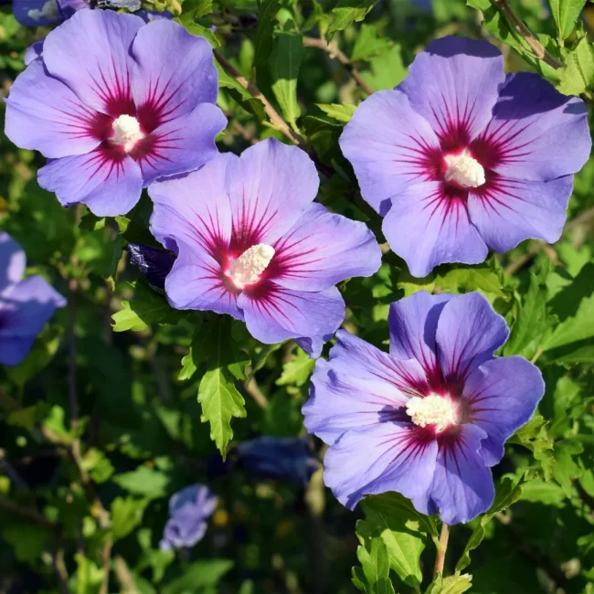 Hibiscus – Image 3