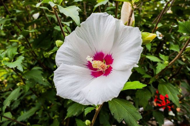 Hibiscus – Image 4