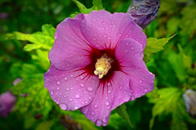 Hibiscus – Image 5