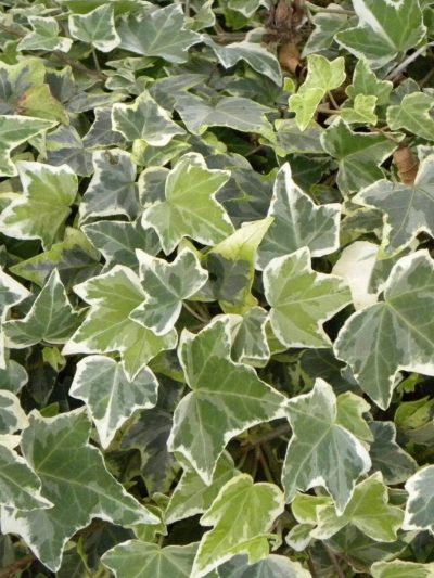 Lierre Panaché – Hedera Helix 'Glacier'