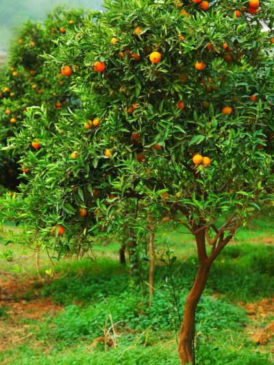 Mandarinier
