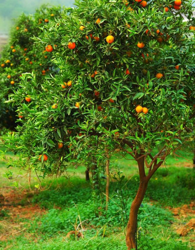 Mandarinier