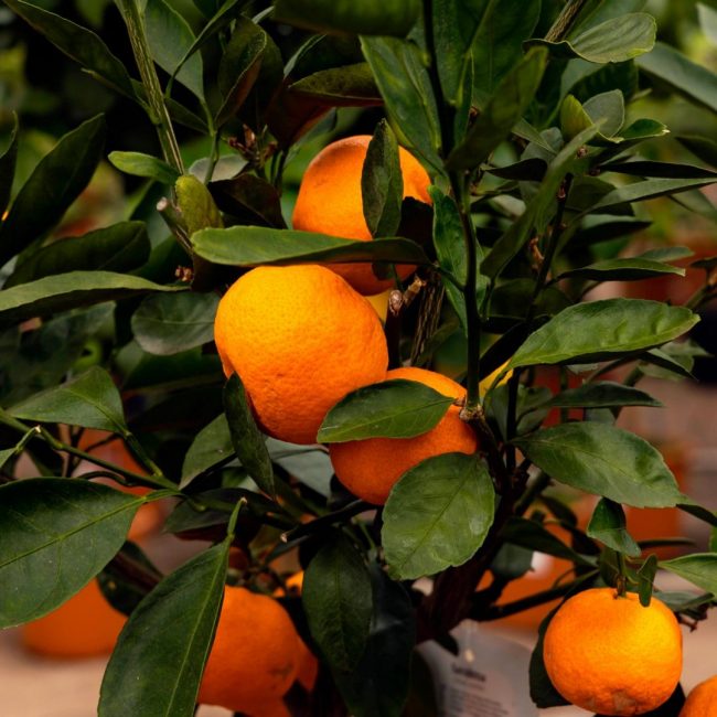 Mandarinier – Image 2