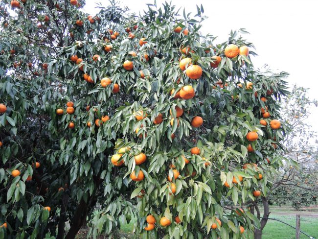 Mandarinier – Image 4