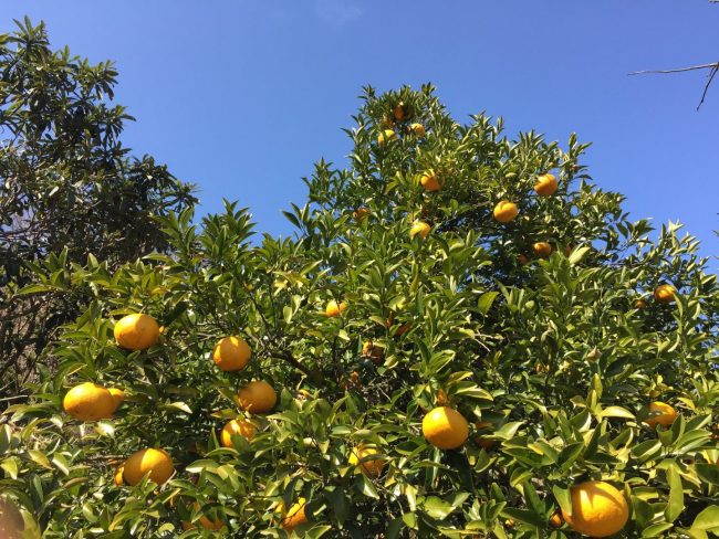 Pomelo – Image 4