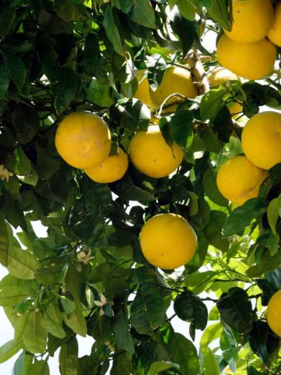 Pomelo