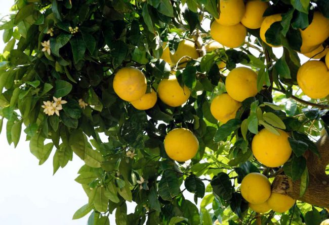 Pomelo