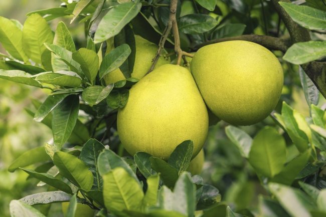 Pomelo – Image 2