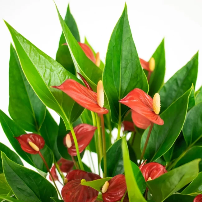 Langue de Feu – Anthurium (Mix) – Image 2