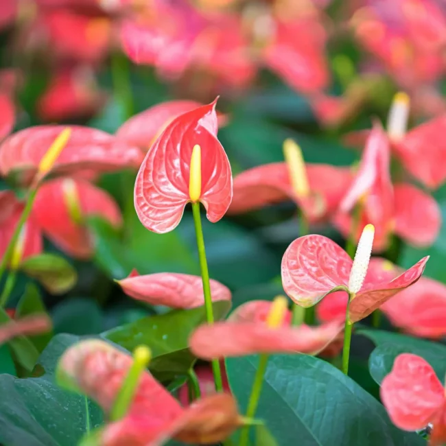 Langue de Feu – Anthurium (Mix) – Image 3