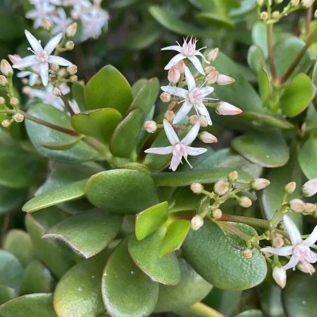 Arbre de Jade – Crassula Ovata – Image 3