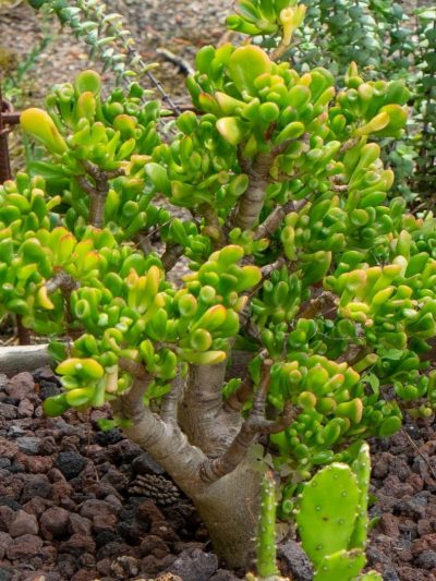 Arbre de Jade – Crassula Ovata