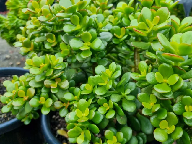 Arbre de Jade – Crassula Ovata – Image 2