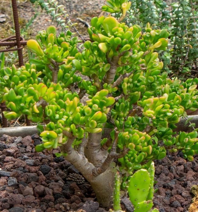 Arbre de Jade – Crassula Ovata