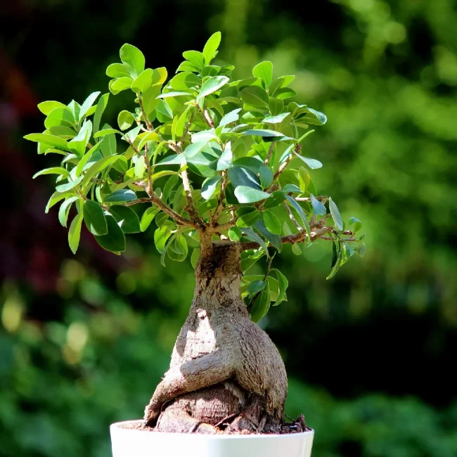 Ficus Ginseng – Image 3