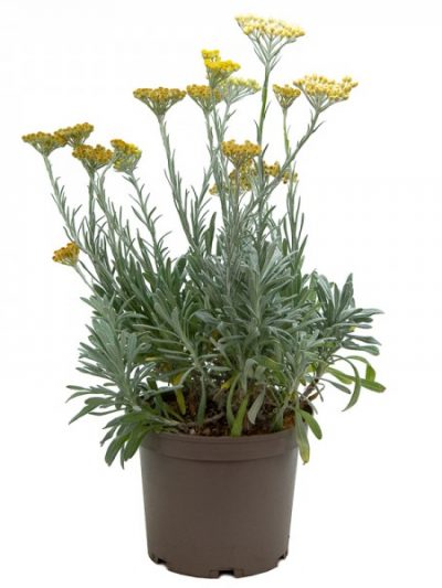 Immortelle d'Italie – Helichrysum en Pot