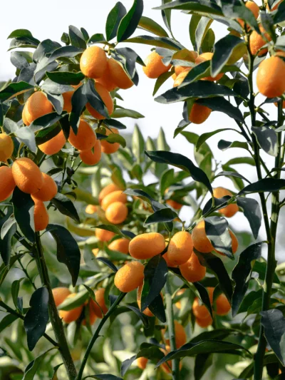 Kumquat