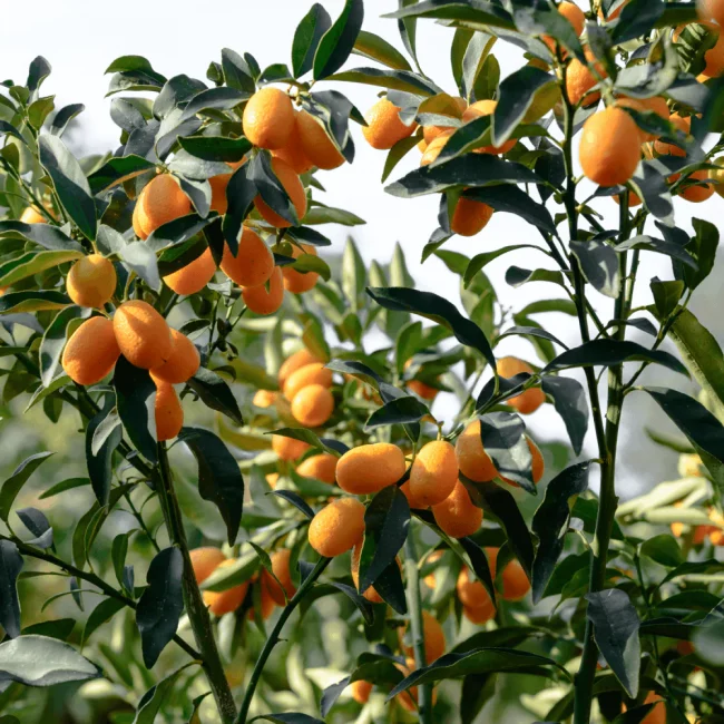 Kumquat