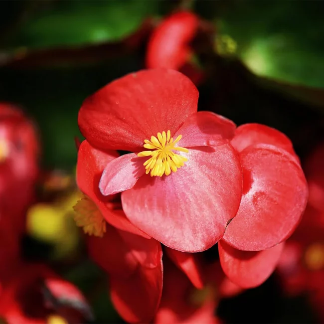 Bégonia en Pot (Mix) – Image 2