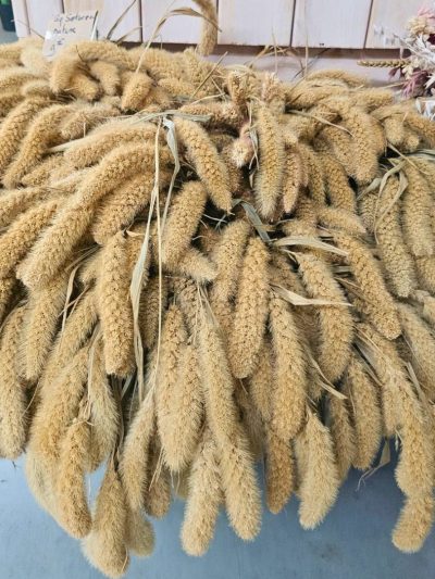 Setaria (Botte)