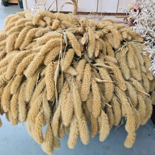 Setaria (Botte)