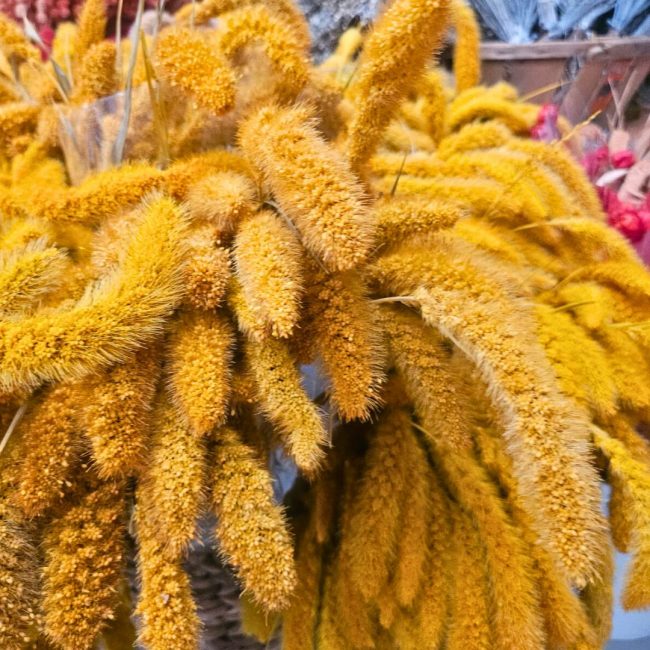 Setaria (Botte) – Image 2