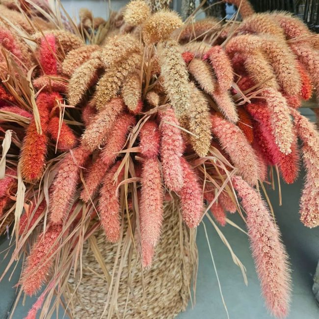 Setaria (Botte) – Image 3