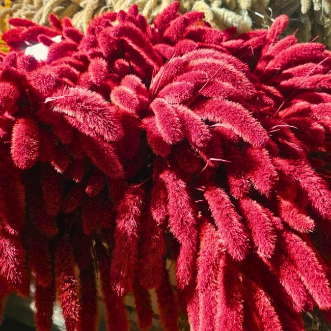 Setaria (Botte) – Image 4