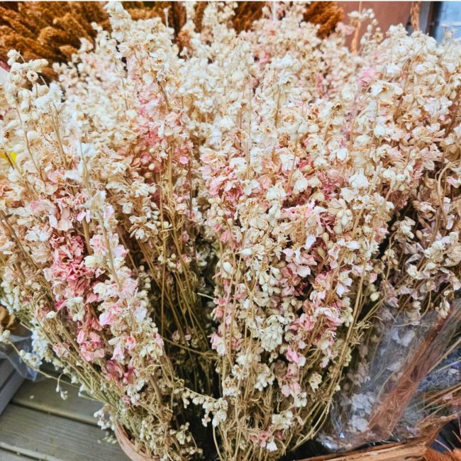 Delphinium (Botte) – Image 3