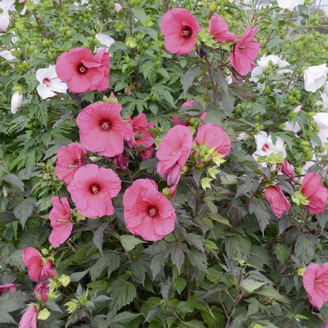 Hibiscus des Marais – Hibiscus Moscheutos – Image 3