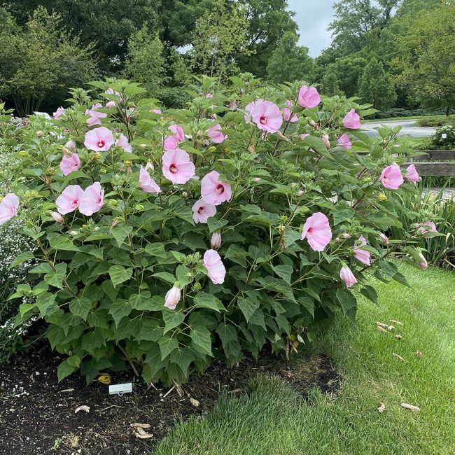Hibiscus des Marais – Hibiscus Moscheutos – Image 4