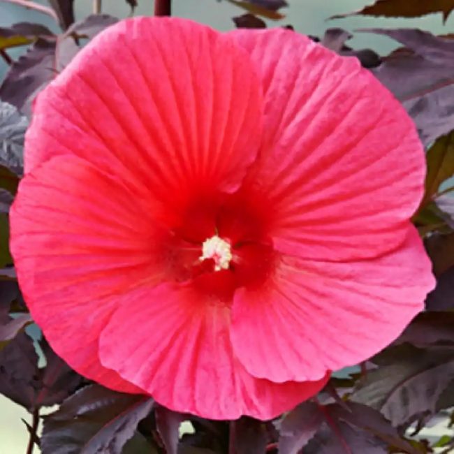 Hibiscus des Marais – Hibiscus Moscheutos – Image 2