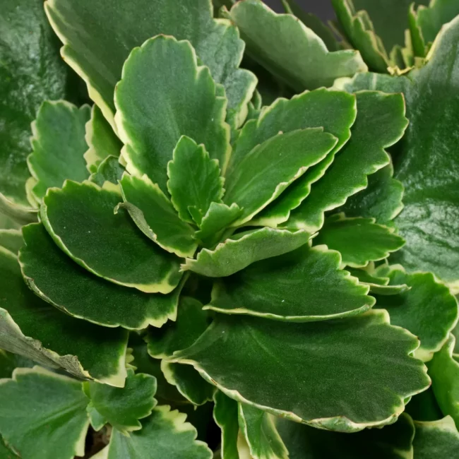Kalanchoe de Blossfeld 'Tiger' en Pot – Image 3