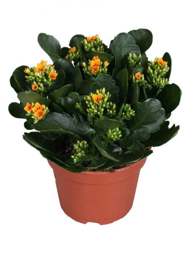 Kalanchoe de Blossfeld 'Tiger' en Pot