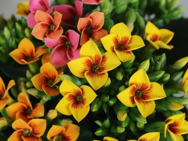 Kalanchoe de Blossfeld 'Tiger' en Pot – Image 2