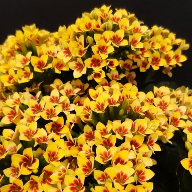 Kalanchoe de Blossfeld 'Tiger' en Pot – Image 4