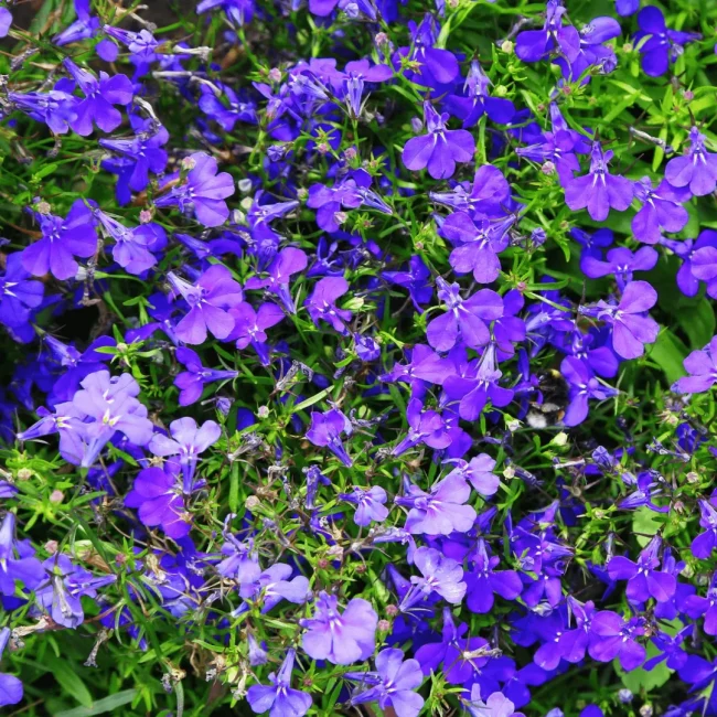 Lobelia en Pot – Image 4