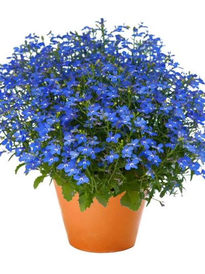 Lobelia en Pot